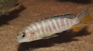 Tropheops sp. 'red fin' Usisya